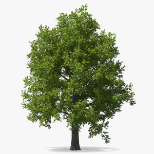 3D Realistic Oak Tree model