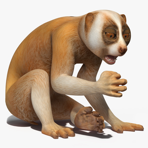 Lemur Slow Loris Rigged for Cinema 4D 3D