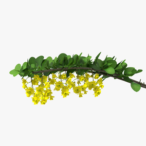 3D Berberis Branch with Flowers model