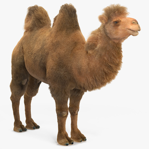 3D Bactrian Camel Fur model