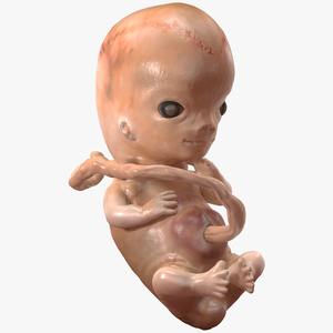 Human Embryo 8 Weeks Rigged 3D