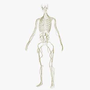 3D Female Nervous System