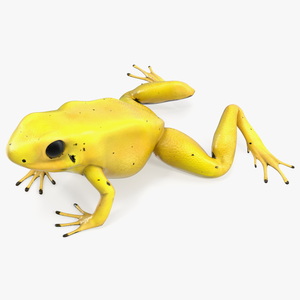 3D Golden Poison Arrow Frog Crawling Pose model