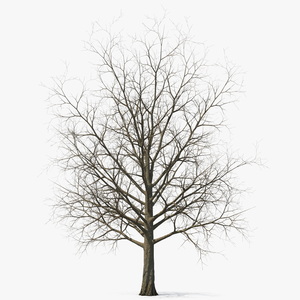 Bare Winter Maple Tree 3D