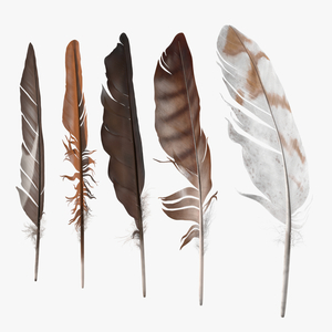 3D Bird Feathers model