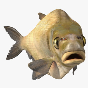 3D Swimming Bronze Bream Fish