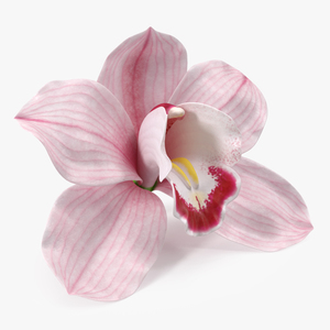 3D Hybrid Orchid Pink model