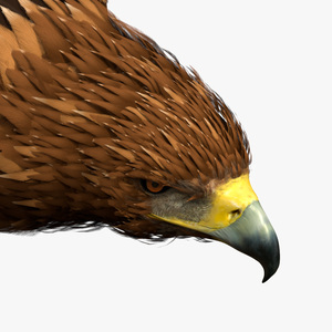 Realistic Golden Eagle Flying 3D model