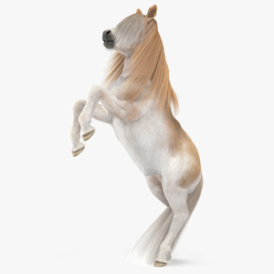 Shetland Pony with Long Mane Fur Rigged 3D model