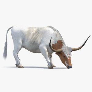 3D Texas Longhorn Cattle White Color model