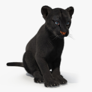 Black Panther Cub Sitting Pose with Fur 3D model