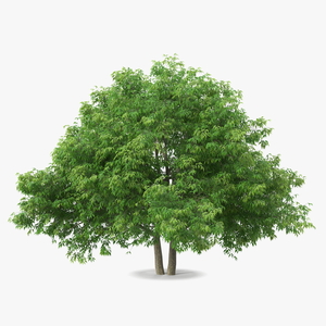 American Elderberry Tree 3D model