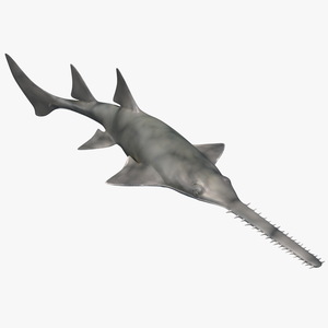 3D Sawfish Swimming Pose