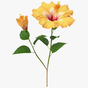 3D model Flowering Hibiscus Stem Orange