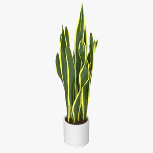 3D Sansevieria Trifasciata model