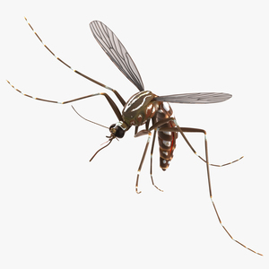 3D model Mosquito Rigged