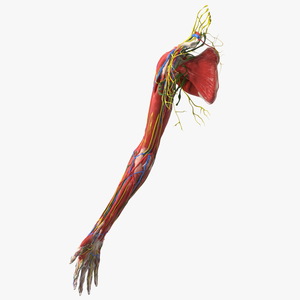 3D Girl Arm Anatomy