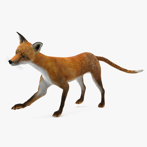 3D Wild European Fox Rigged for Maya model