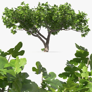 Big Fig Tree 3D