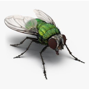 3D  Green Bottle Fly with Fur