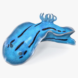 Chromodoris Willani 3D model