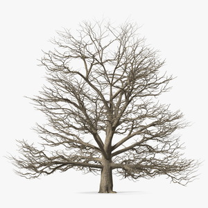 3D Cedar Lebanon Bark Tree model