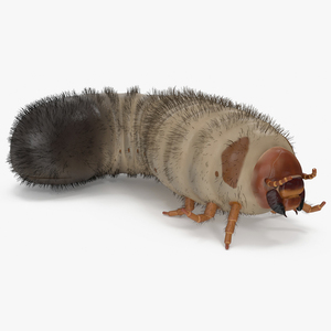 3D model Maggot May Bug Rigged Fur