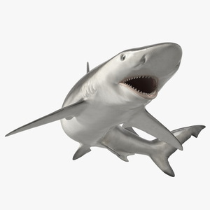 Smalltail Shark or Carcharhinus Porosus 3D model