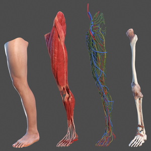 3D Leg Anatomy Asian Man