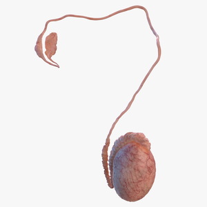 Male Testes Anatomy 3D model