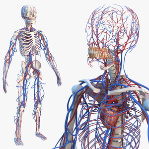 Male Skeleton and Cardiovascular System 3D model