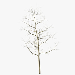 Young White Oak Winter 3D