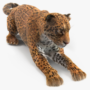 3D Jaguar Lying Down Fur