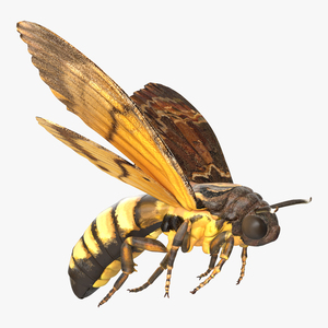 3D model Greater Deaths Head Hawkmoth flying Pose