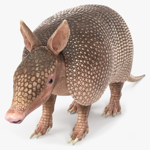 Armadillo Pink 3D model