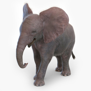 3D Young Elephant Walking with Fur