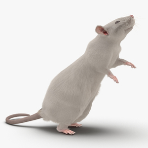 3D White Rat Pose 2