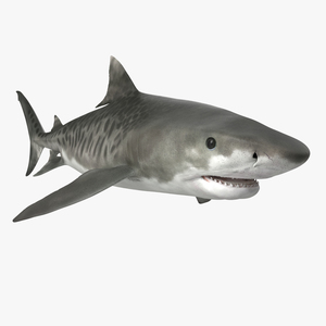 3D Tiger Shark