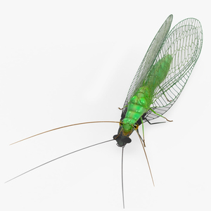 3D Chrysopidae Insect Green Lacewing model