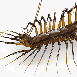 3D Scutigera Coleoptrata Rigged model