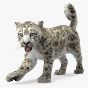 Snow Leopard Cub Fur Rigged 3D