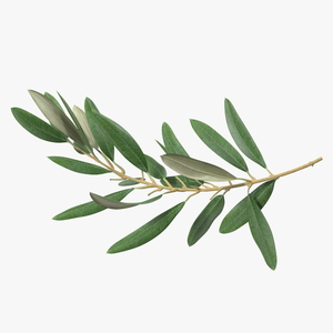 Olive Tree Branch No Olives 3D