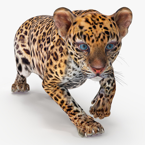 3D model Leopard Cub Sneaking Pose