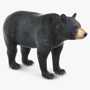 3D model Black Bear