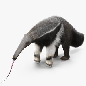 3D Anteater Standing Pose Fur