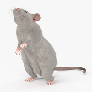 Realistic White Rat Standing with Fur 3D