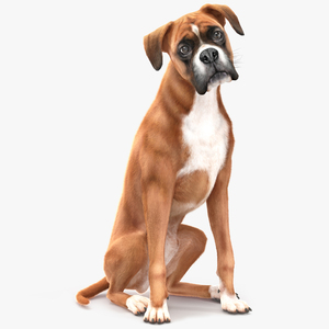 3D Sitting Dog Boxer Fur