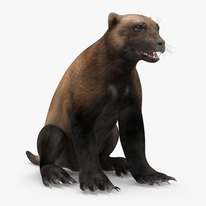 3D Wolverine Dark Color Sitting Pose model