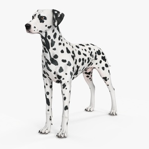 3D Dalmatian Dog model