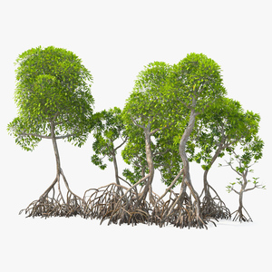 Mangrove Tree Shrub 3D model